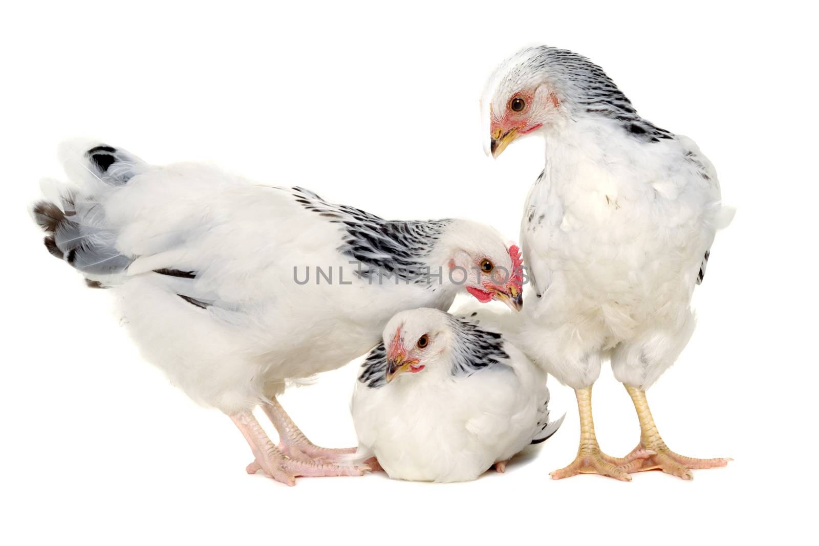 Chickens is standing and looking. Isolated on a white background.