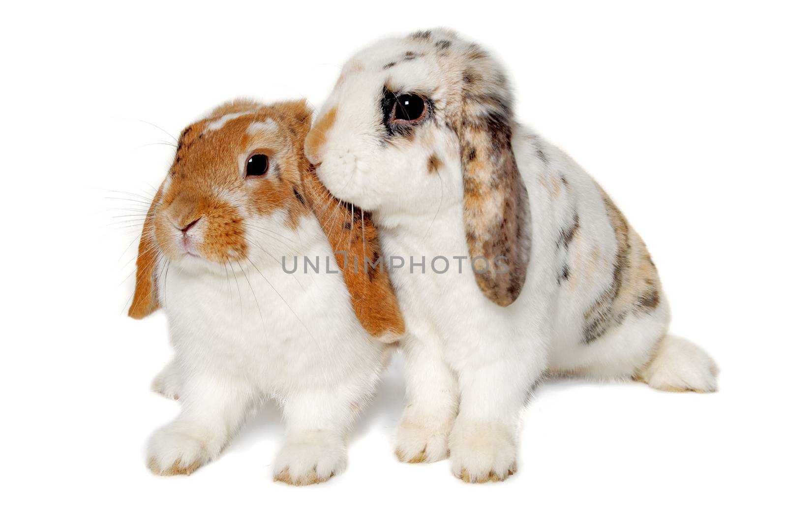 Two rabbits isolated on a white background by cfoto