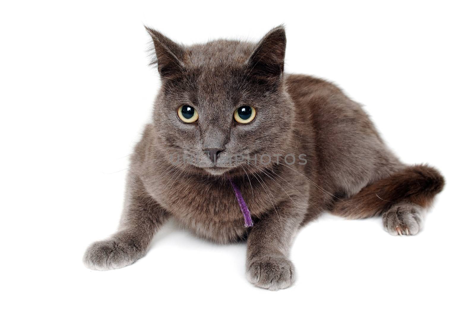 Gray cat is looking. Isolated on a clean white background.