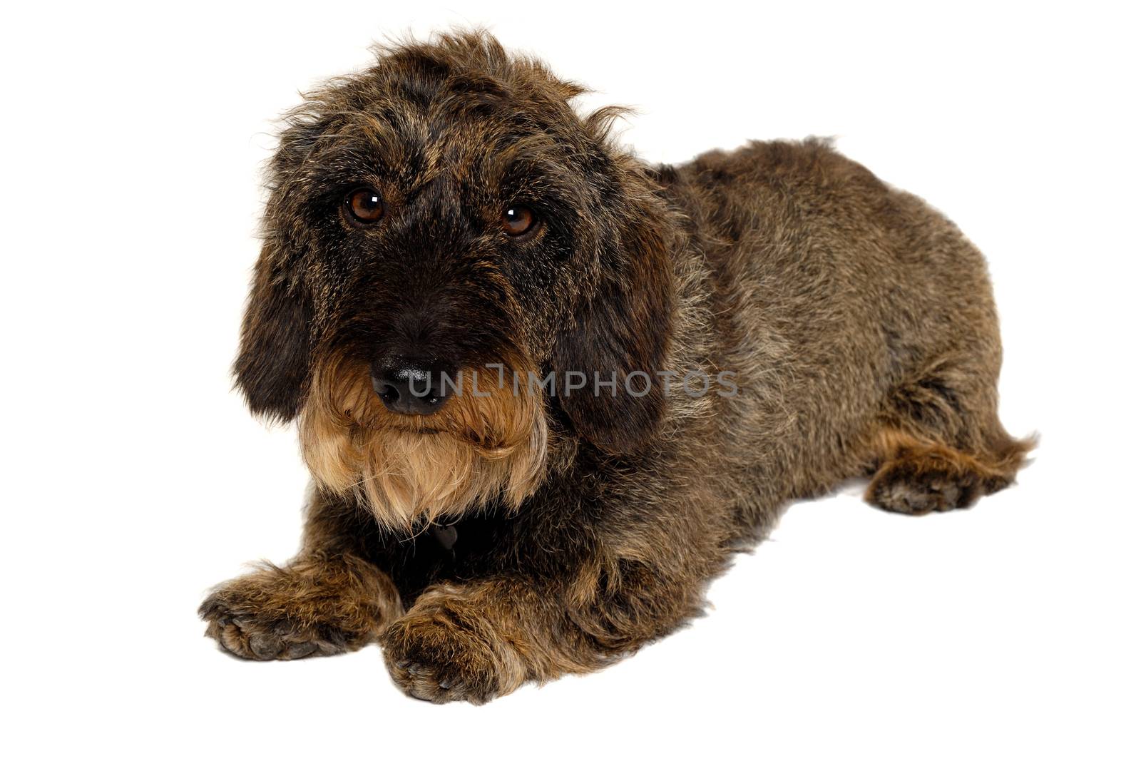 Dachshund dog isolated on a clean white background