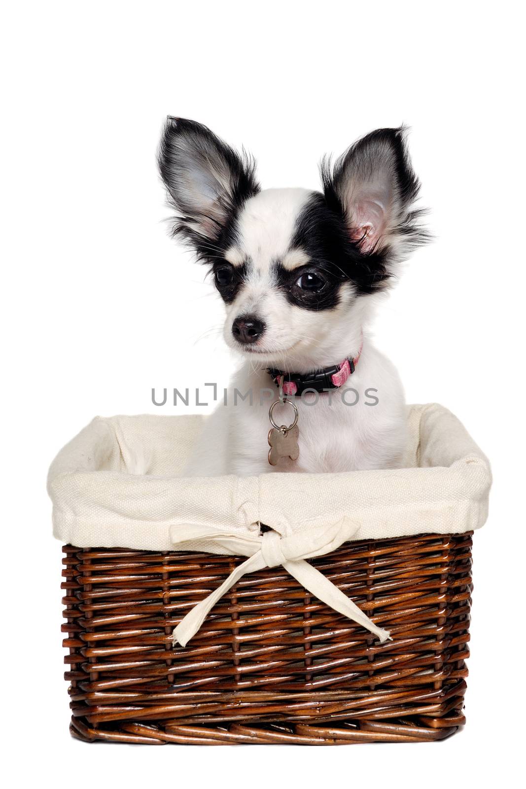 Chihuahua dog is sitting in a basket. Isolated on a white background.