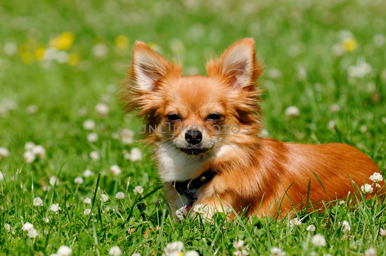 Chihuahua puppy dog resting on green grass