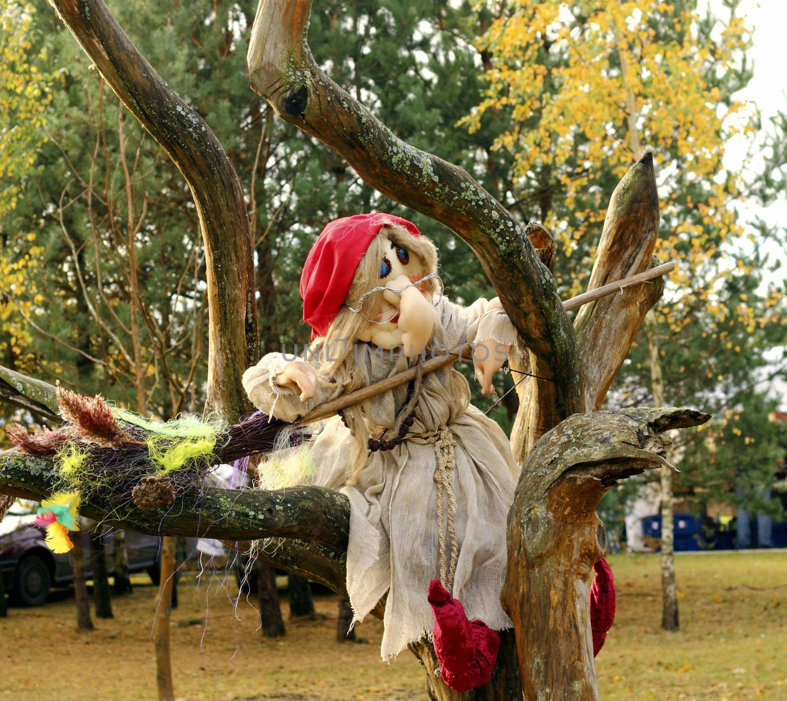 This is a witch sitting on the tree branch