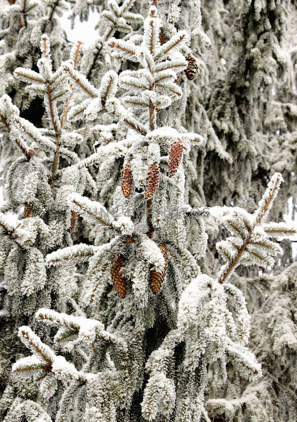 It is a snow-covered firs branch with cones 