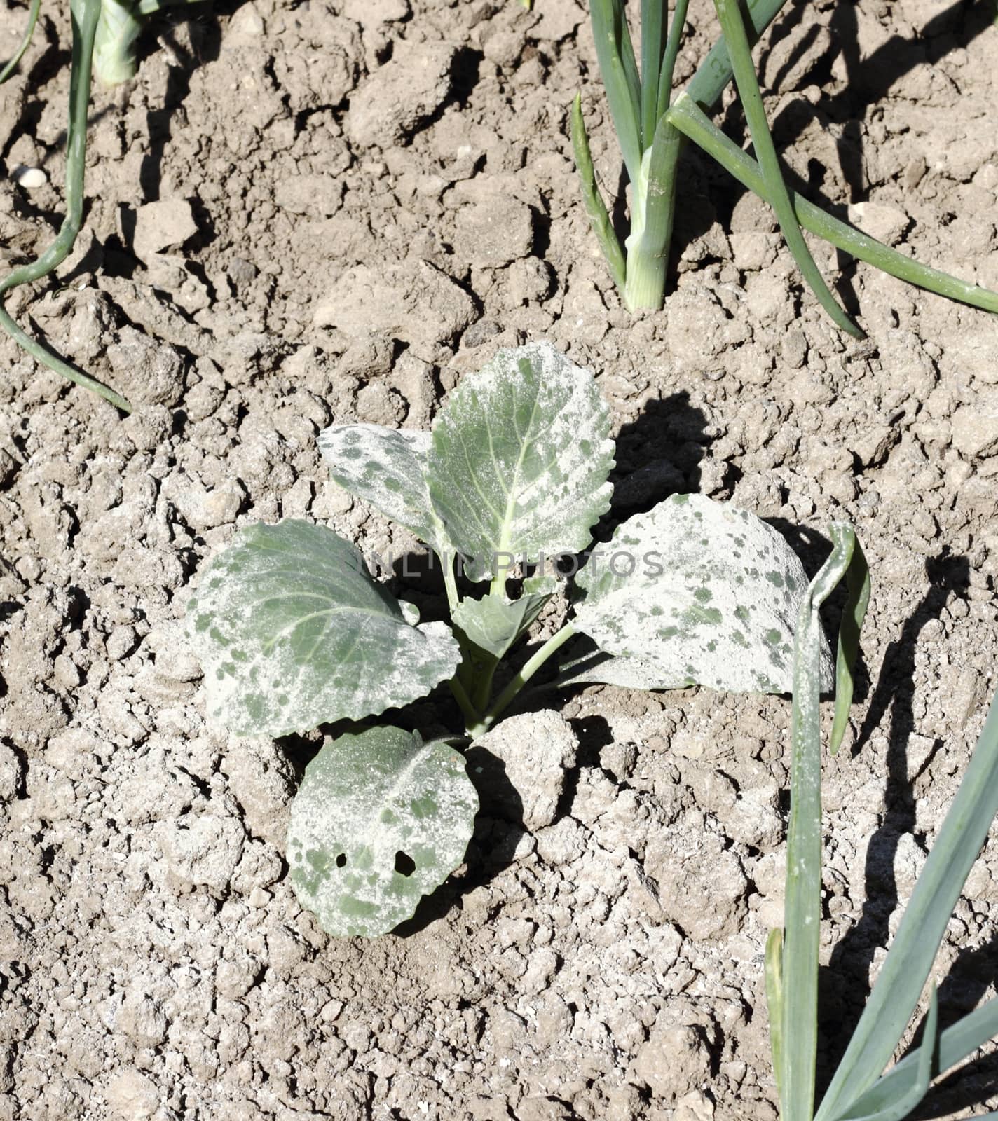 Young cabbage sprinkled with ashes for protection from the pests