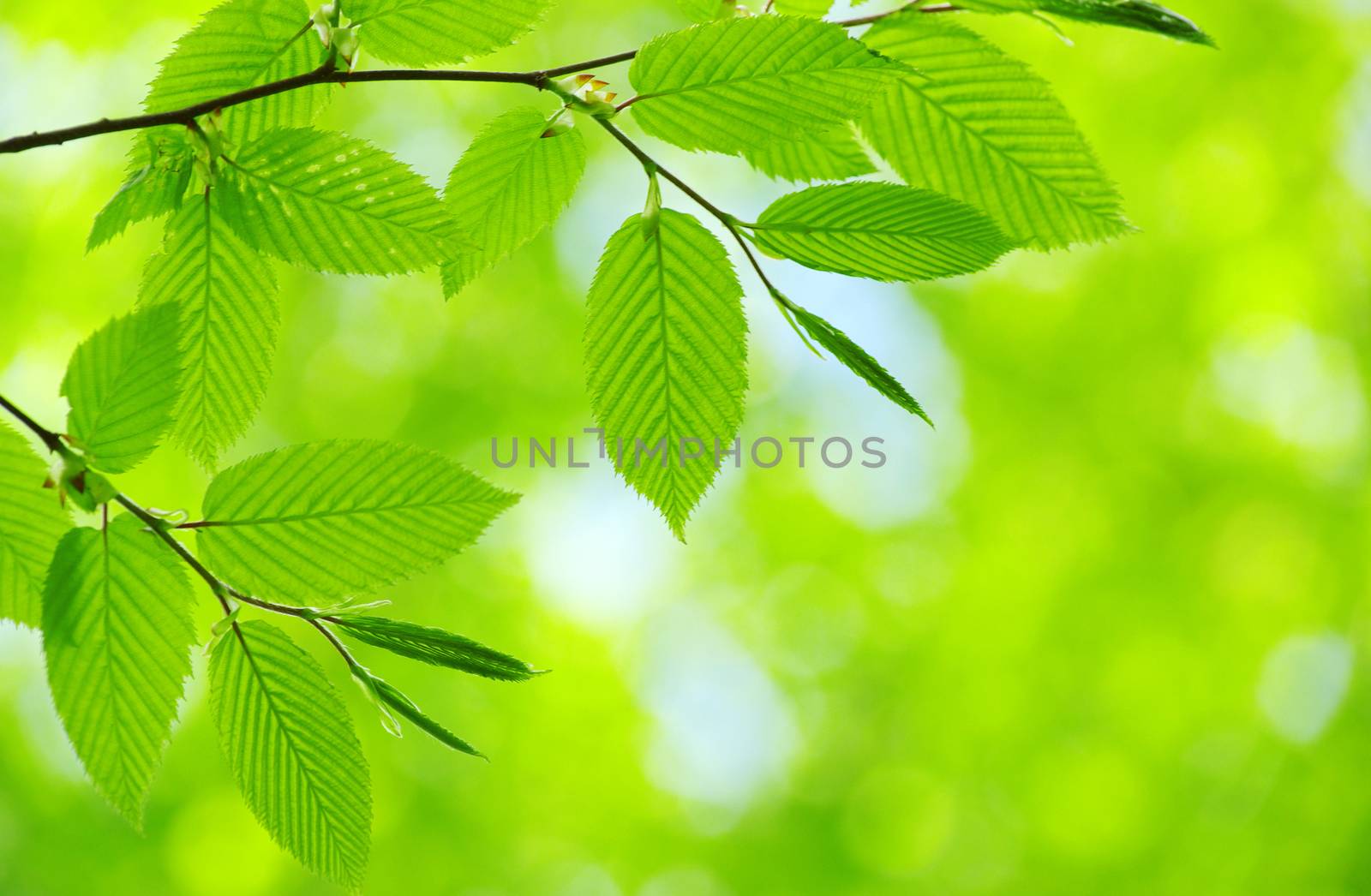 green leaves background in sunny day