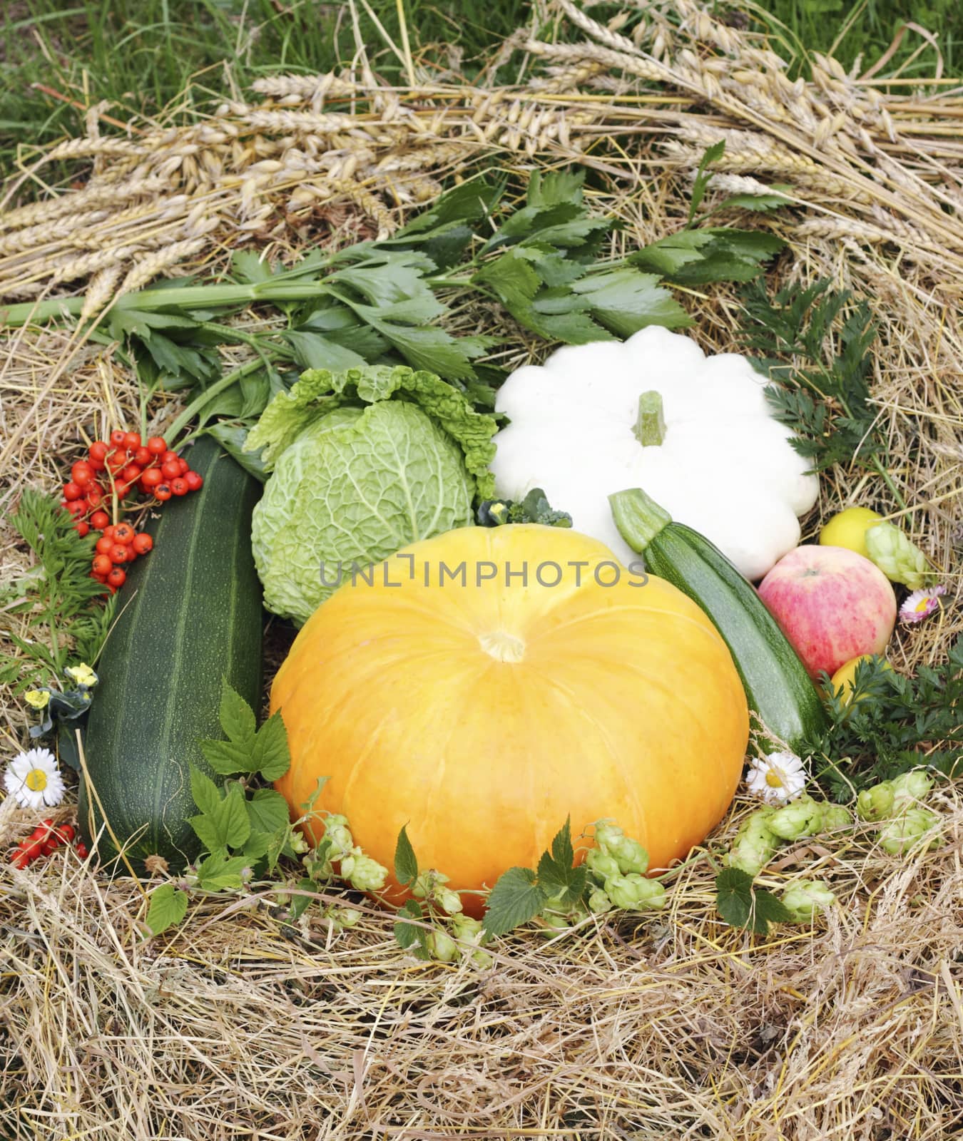 autumn harvest composition with fresh vegetables and fruits