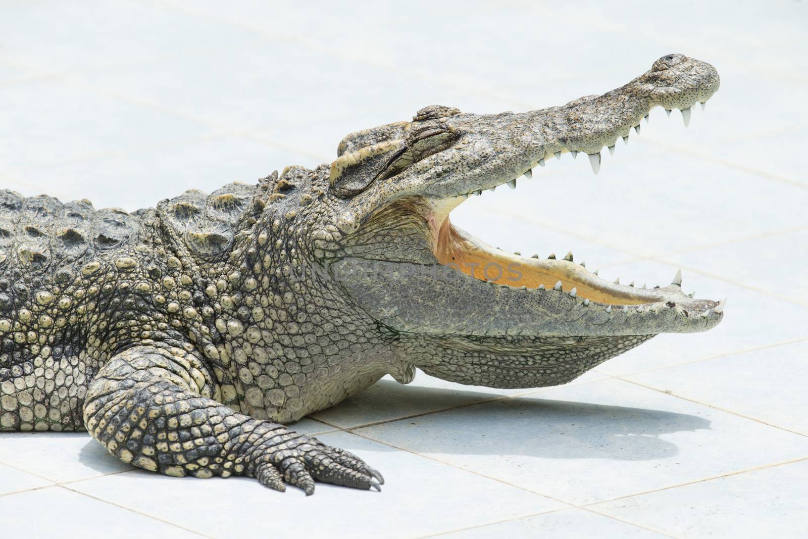 Close up of an Alligator