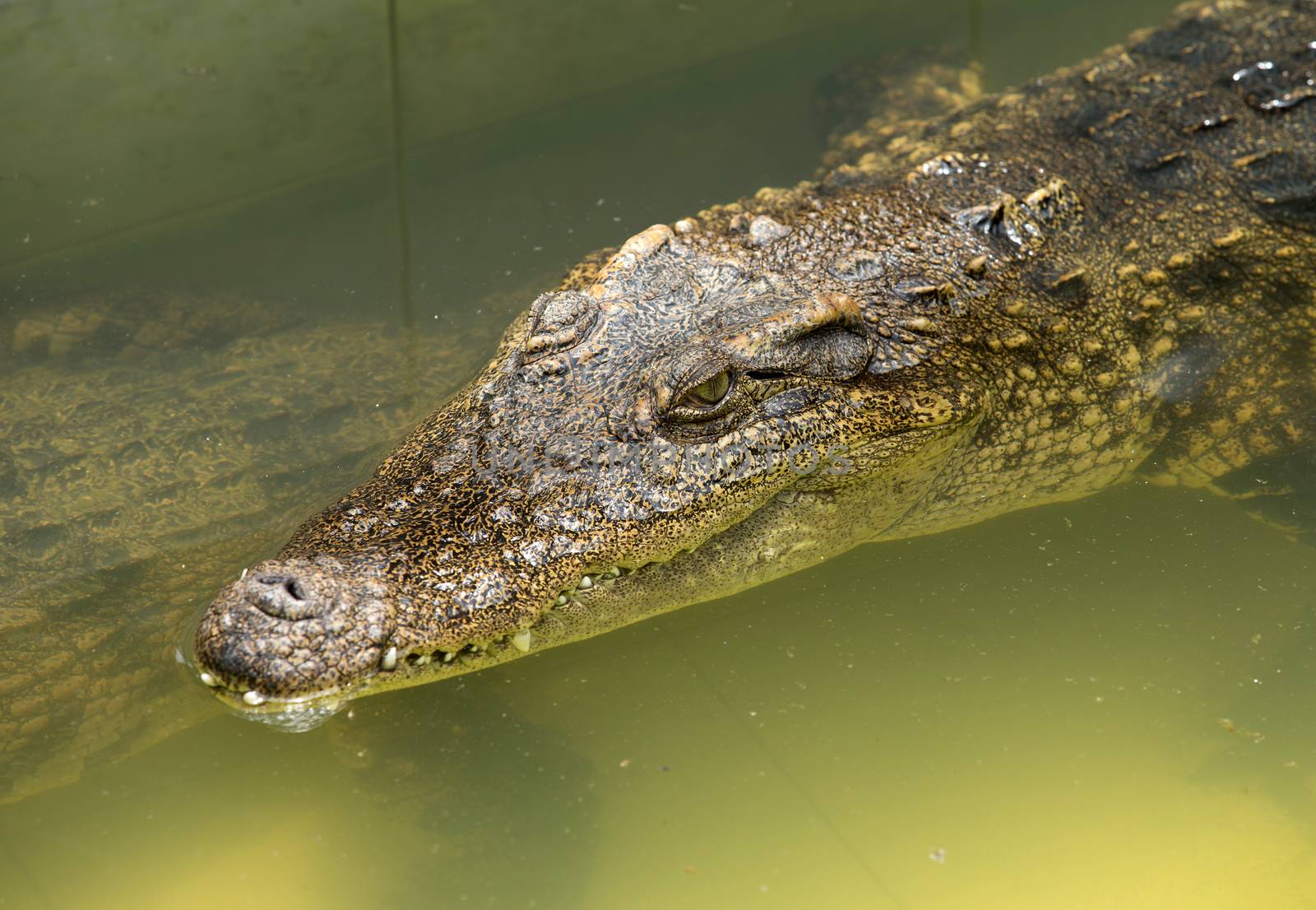 Close up of an Alligator