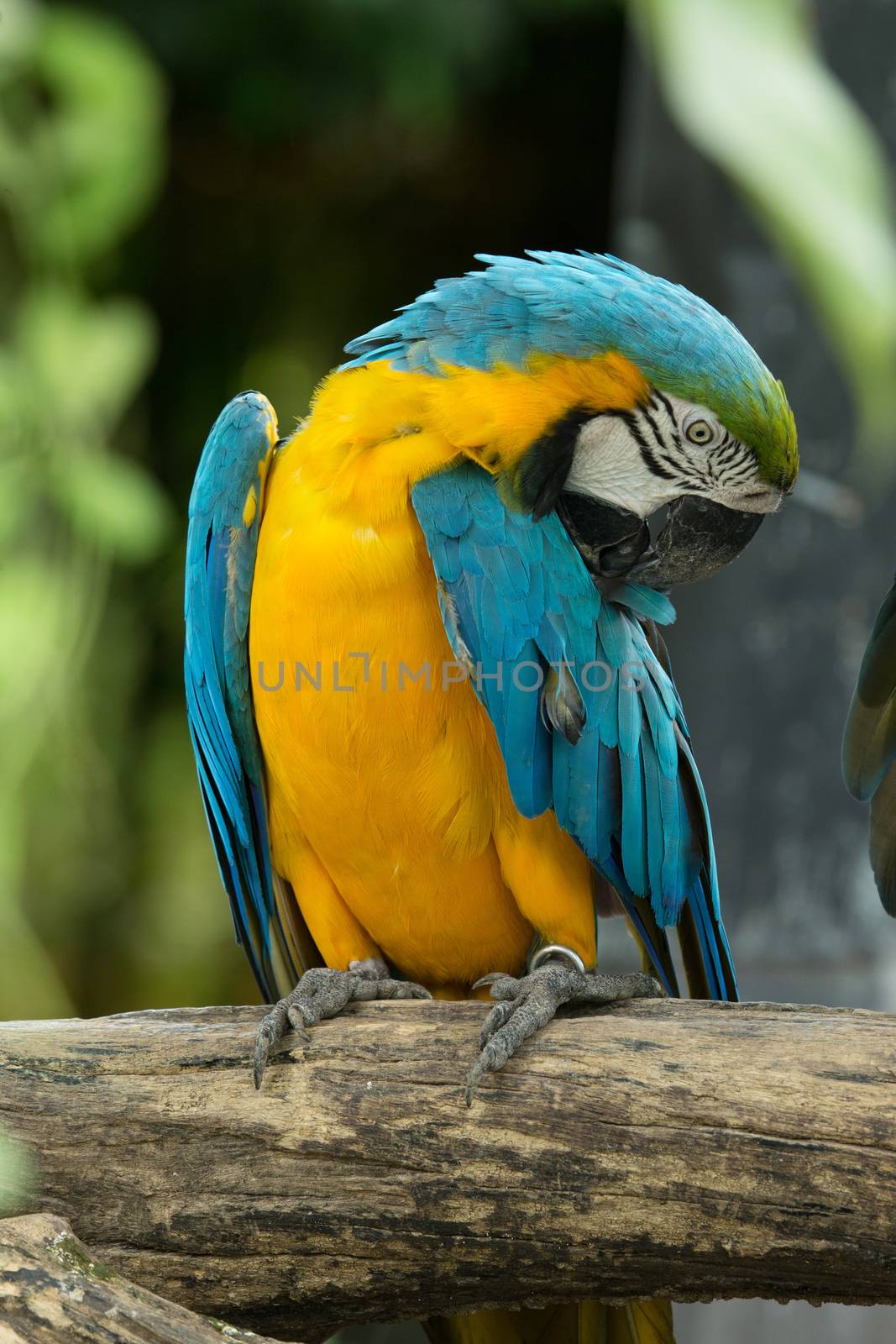 macaw  by Pakhnyushchyy