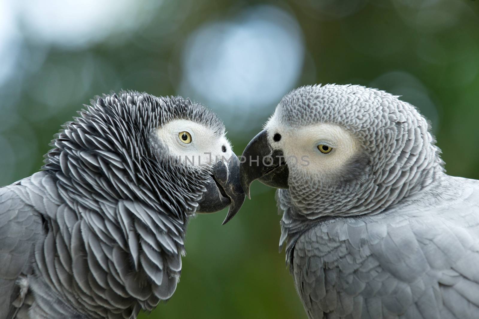 macaw bird sitting on the tree