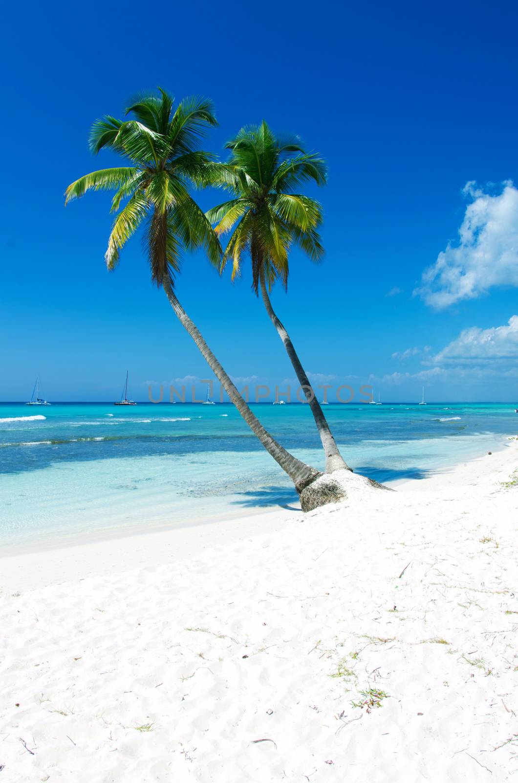 beautiful beach and tropical sea