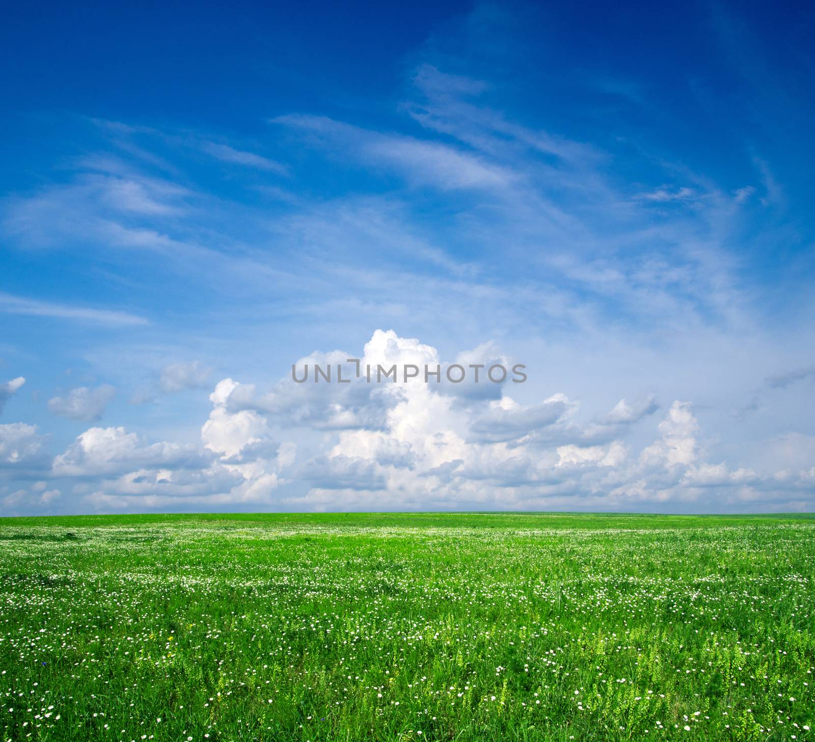 field on a background of the blue sky