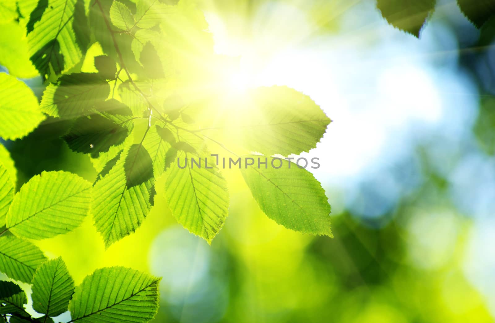 green leaves background in sunny day