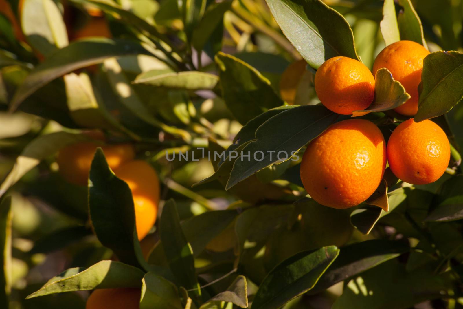 Small orange colored citrus fruit.