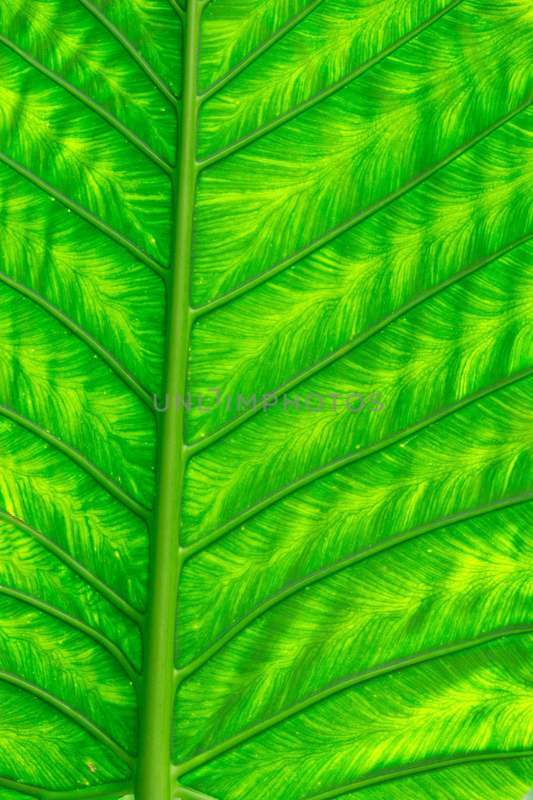 green leaf texture of a plant close up
