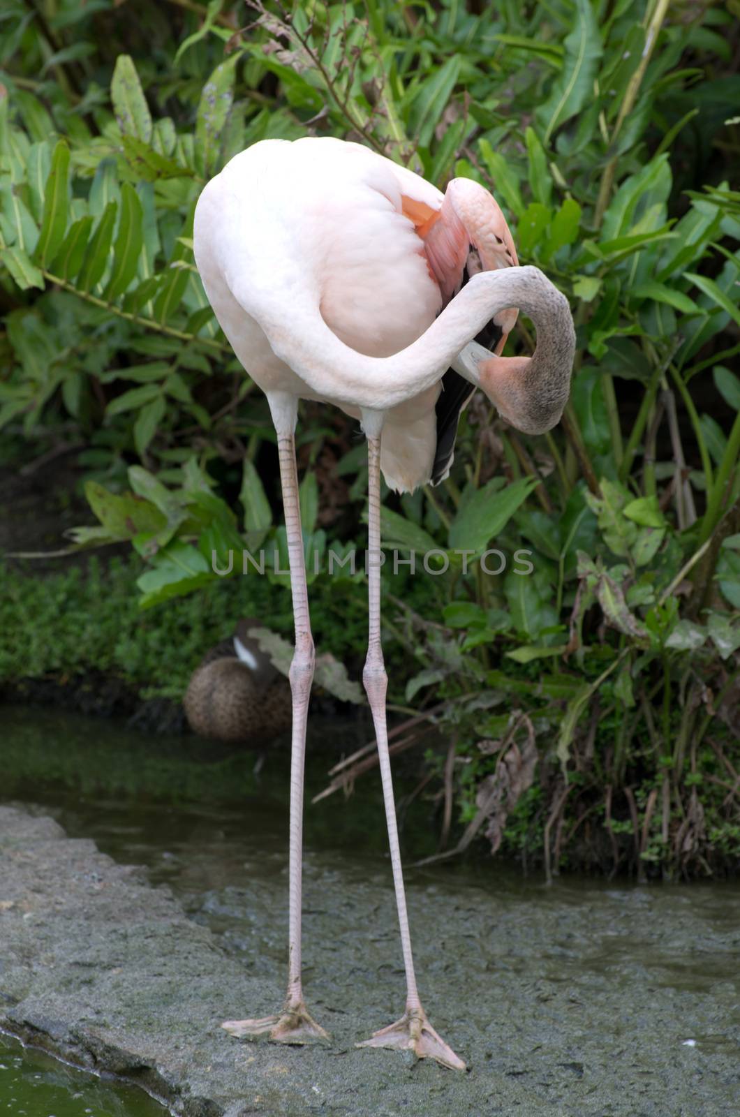  flamingos  by Pakhnyushchyy