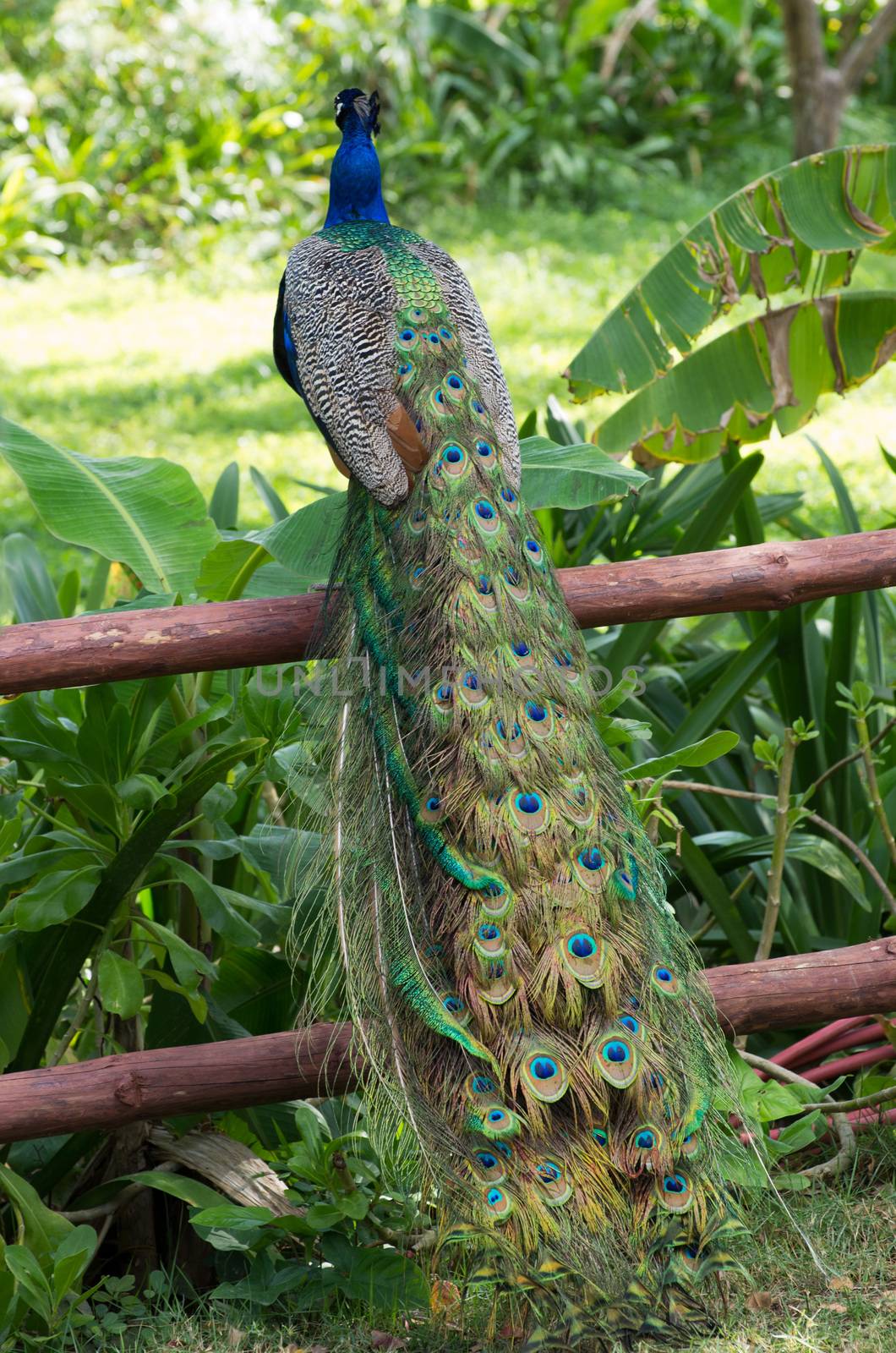 Peacock on a green grass