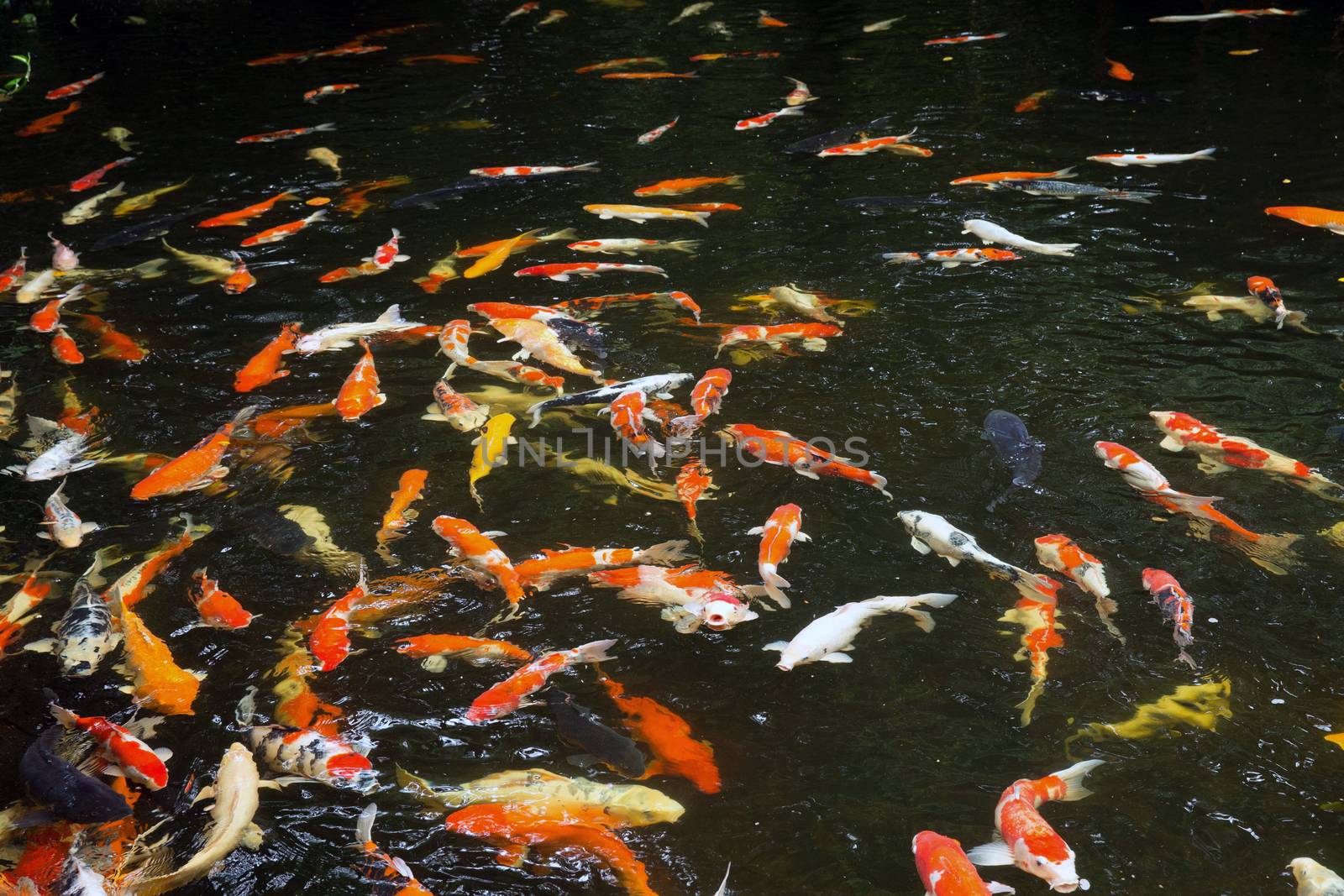 Common carps swimming in water