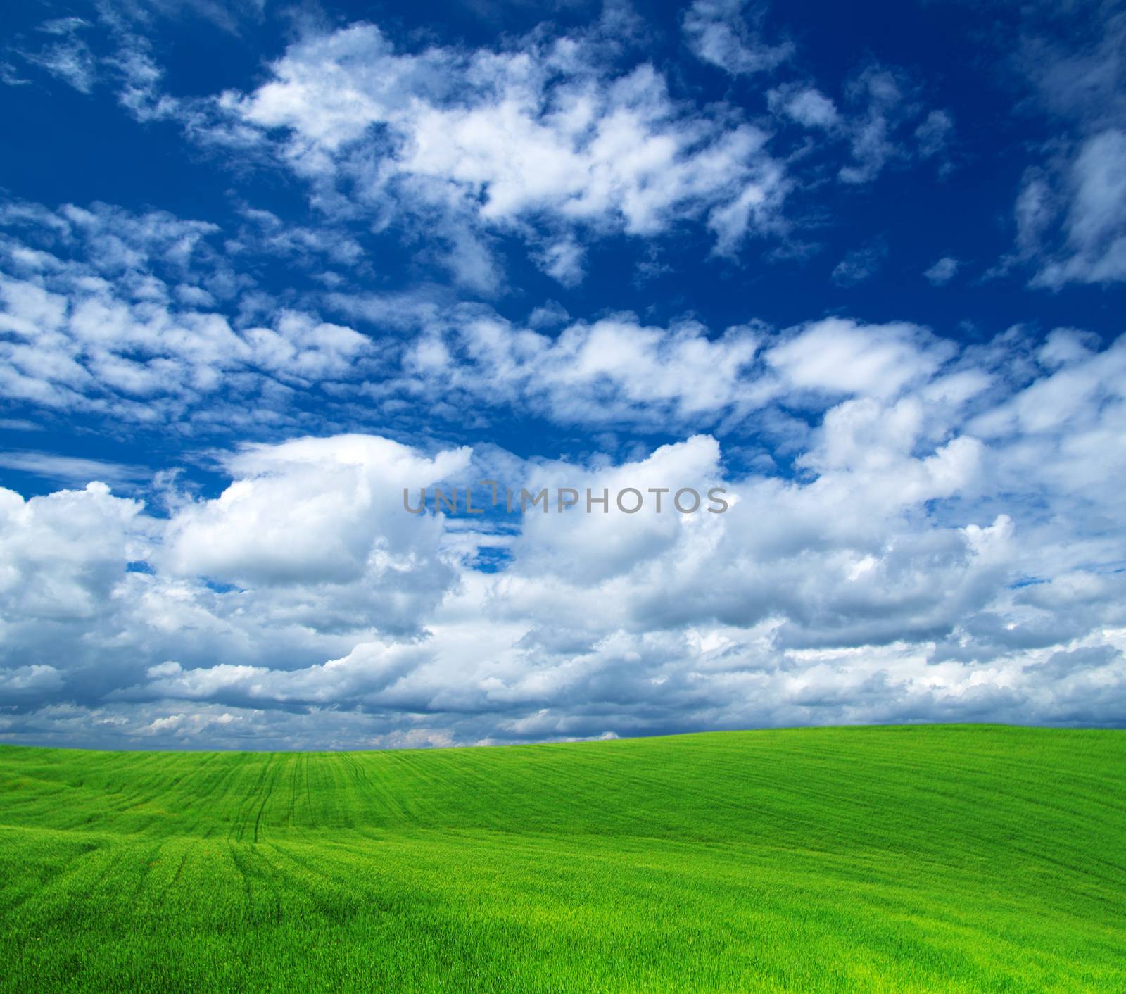 field on a background of the blue sky