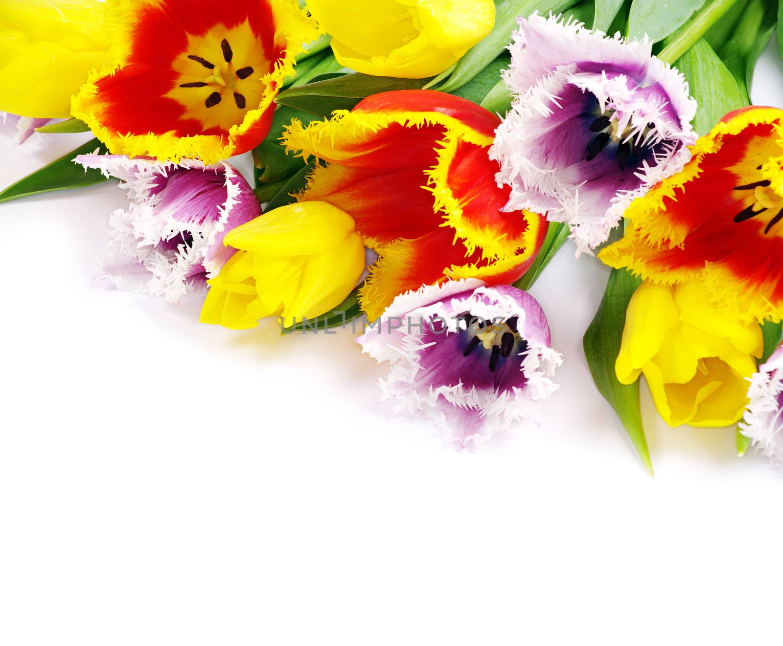 bouquet of the fresh tulips on white background