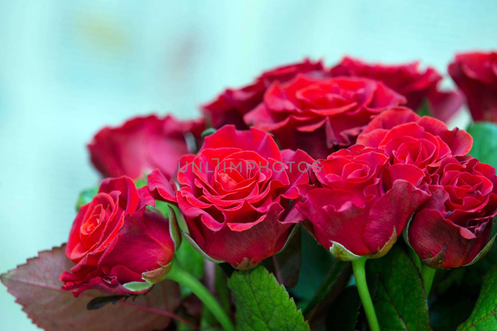 Close-up of a beautiful bouquet of red roses