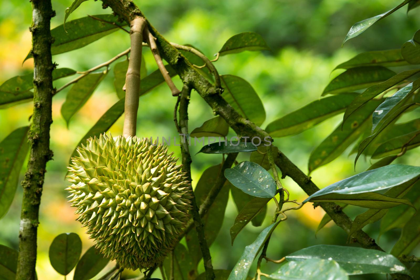 Fresh durian in the orchard