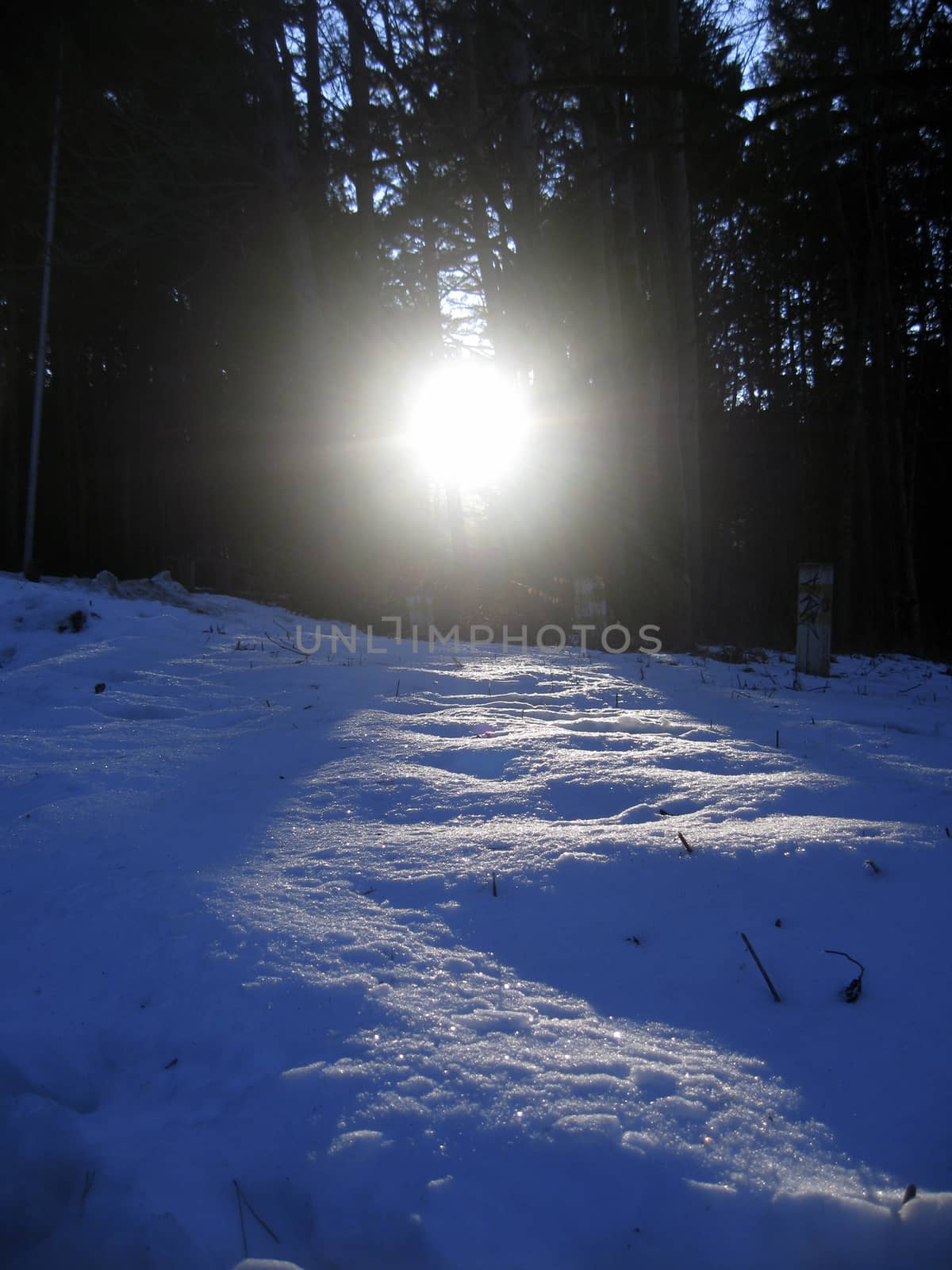 Sunrise in the winter forest by early morning