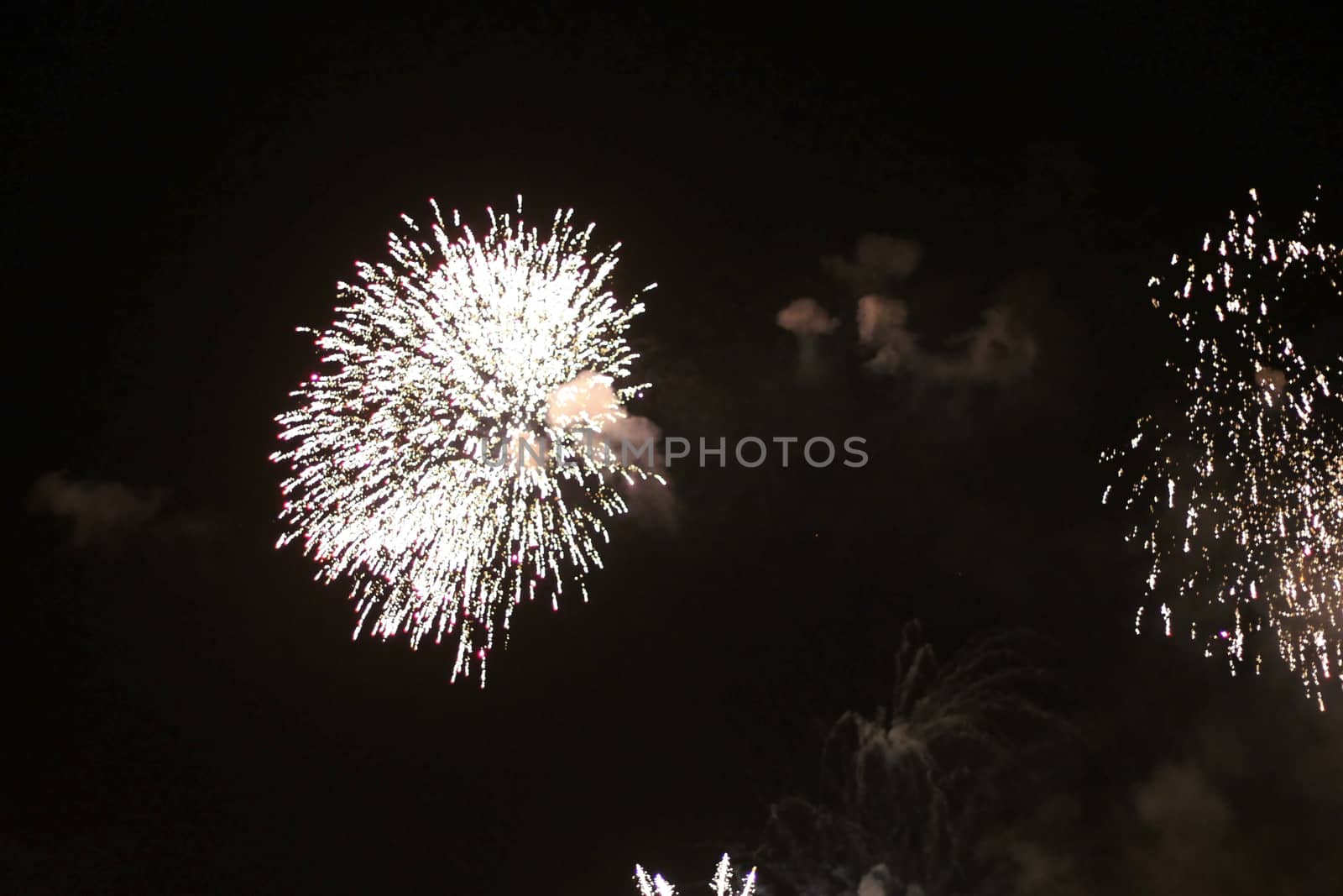 Colorful firework in the black night sky