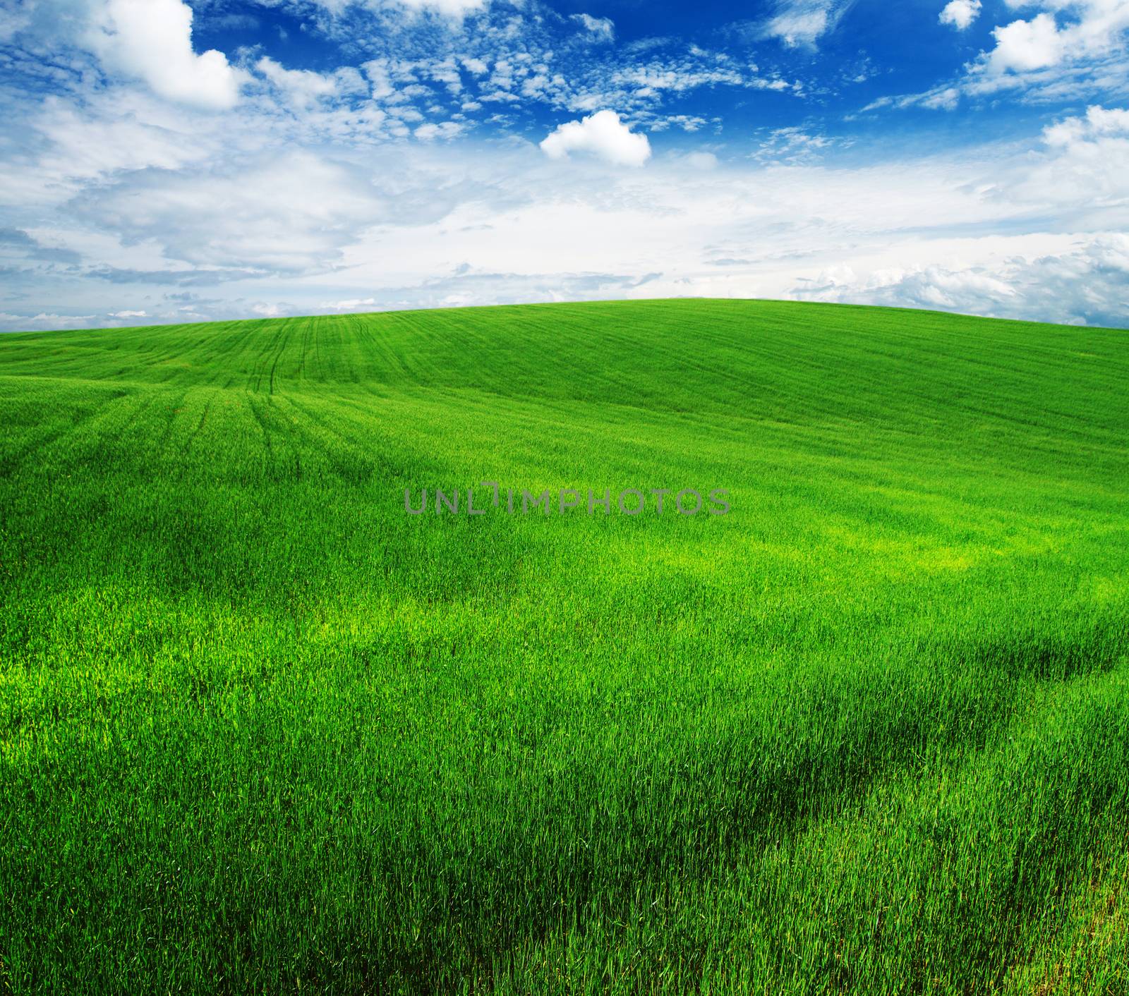 green field and blue sky