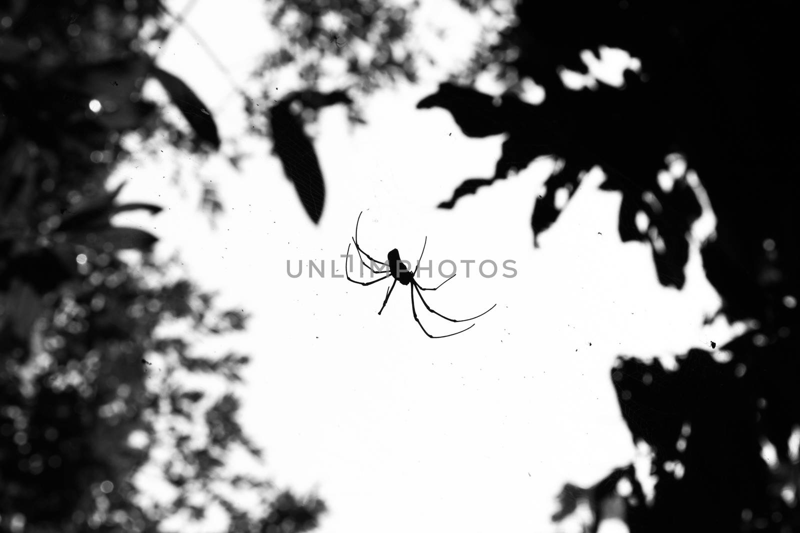 Spider on spider web in nature, Black and white