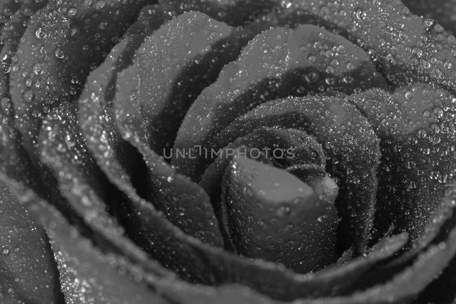 Rose flower with water droplets, Black and white