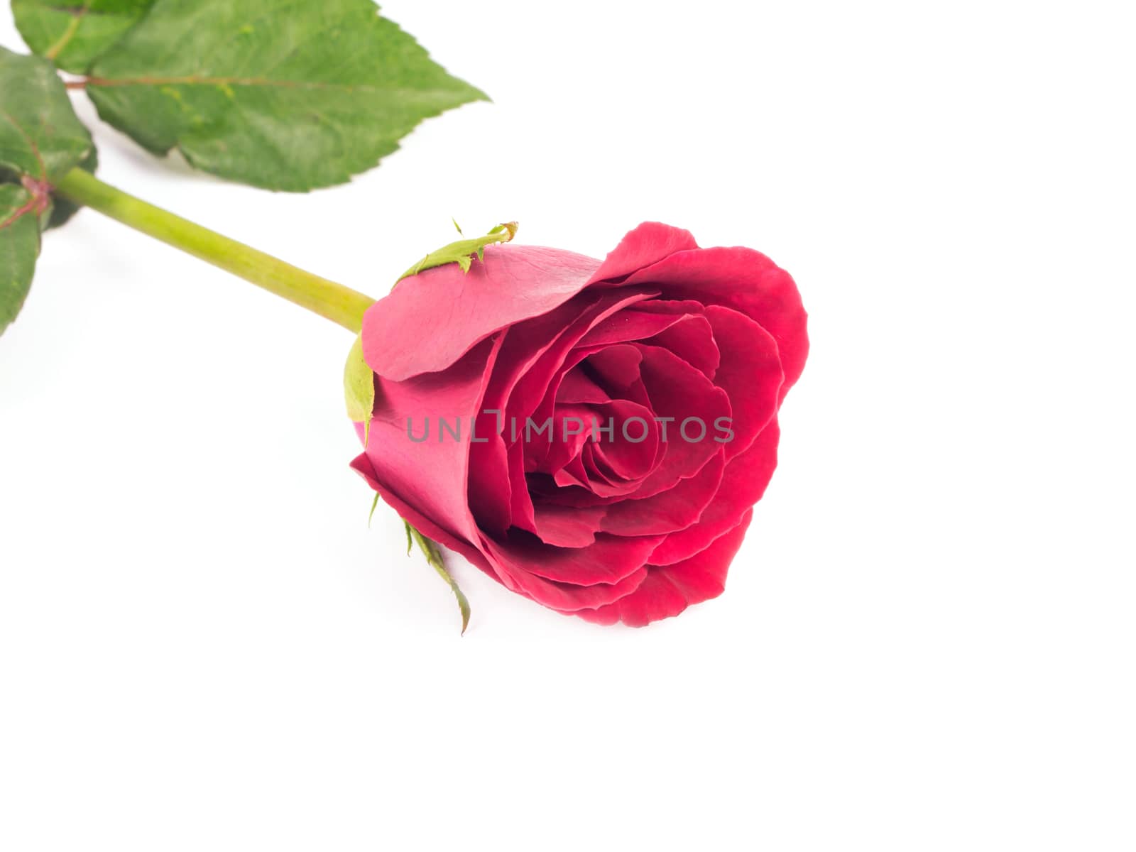 Red rose on white background