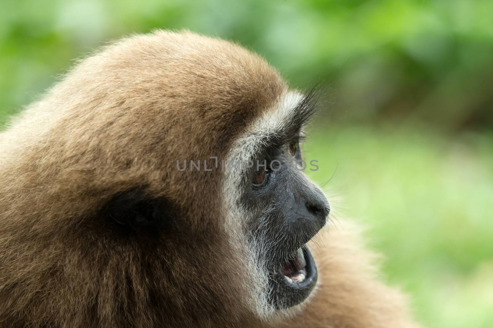 gibbon close- up face in zoo