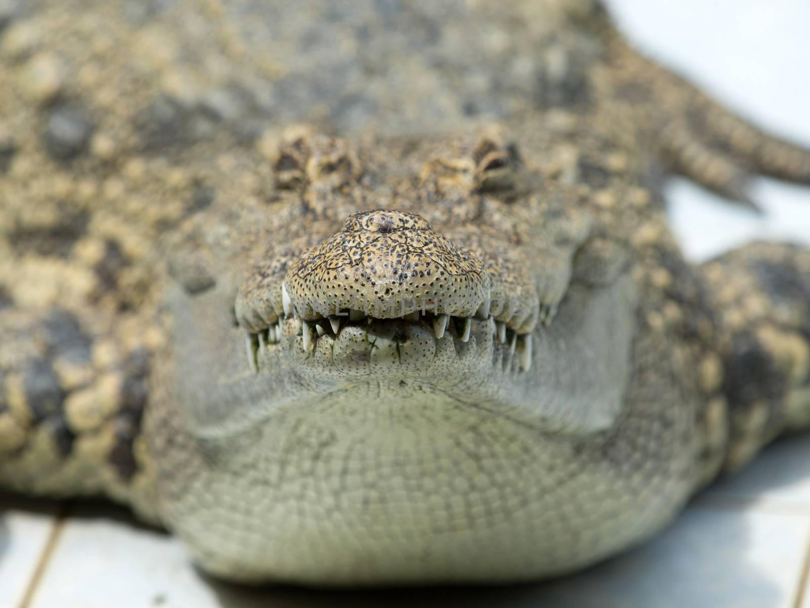 Close up of an Alligator