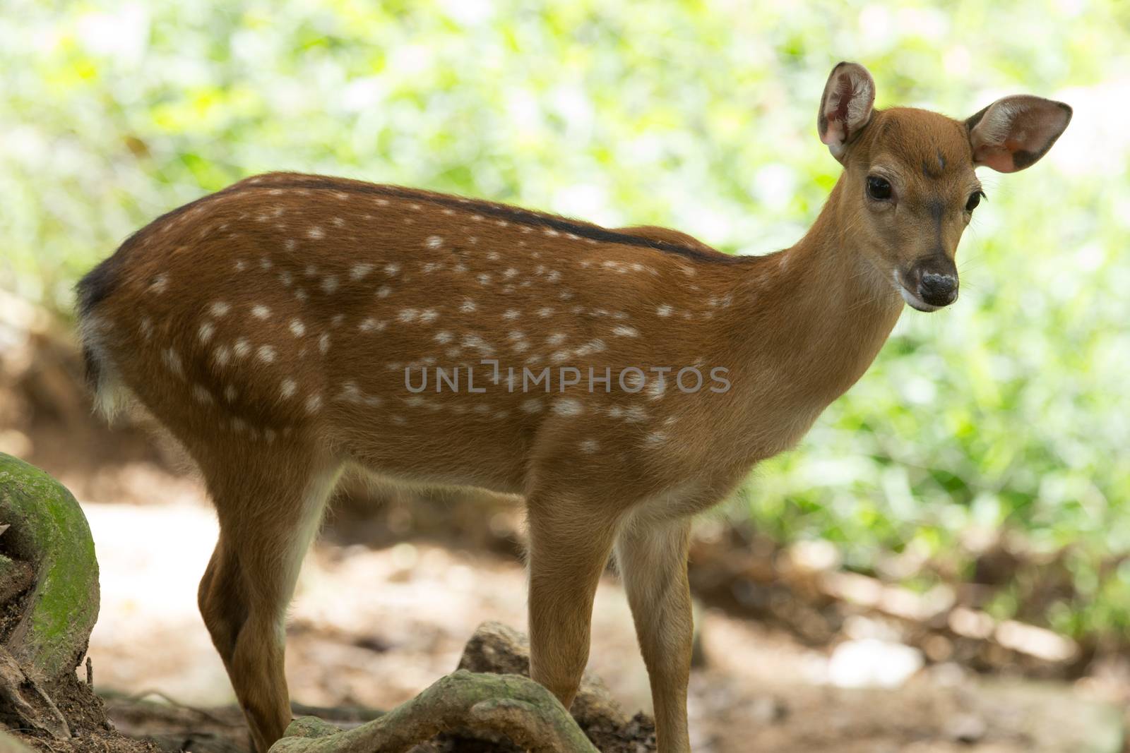 Closeup head of a whitetail deer 