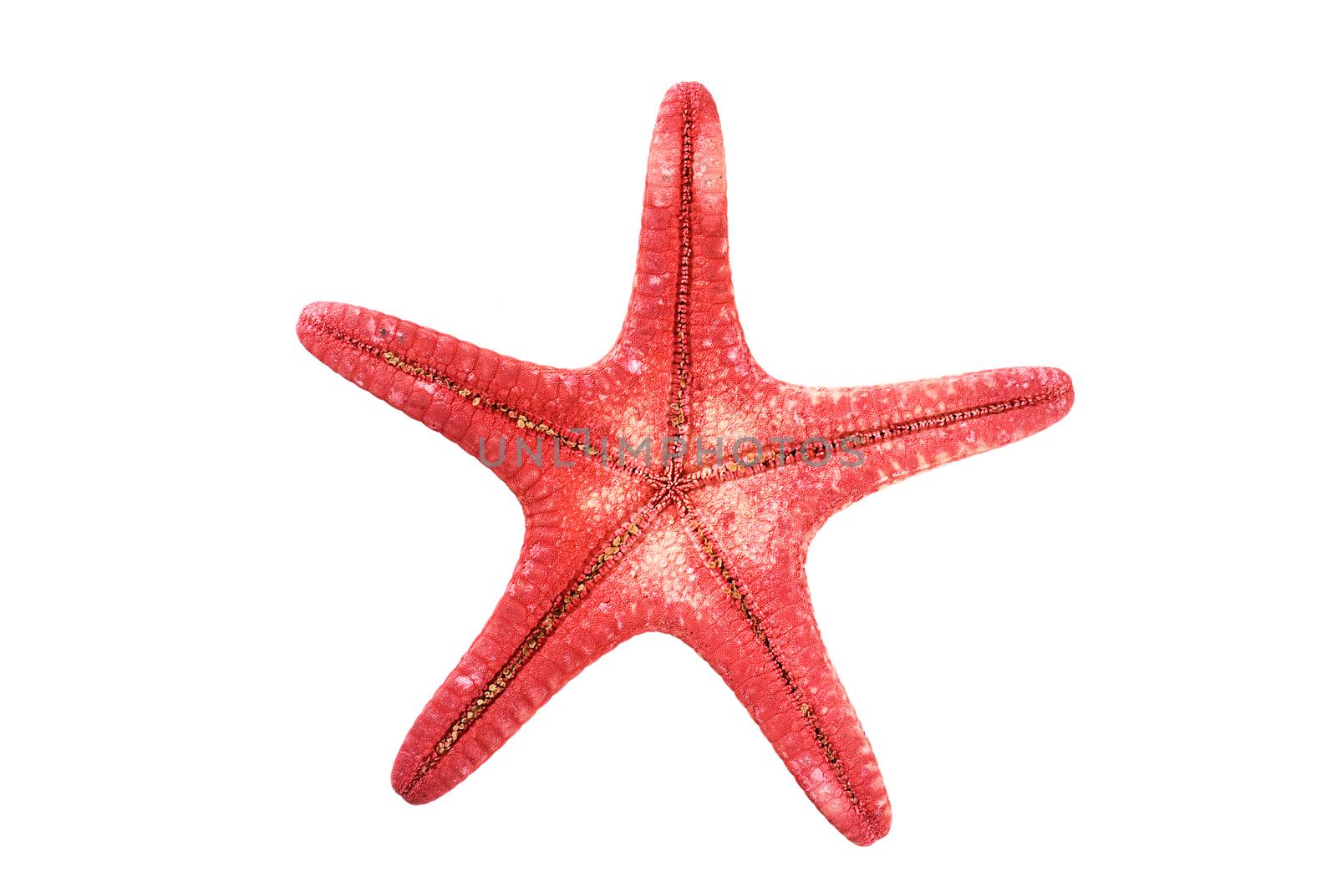 closeup view of a reddish starfish or sea star. Class: Asteroidea. Isolated
