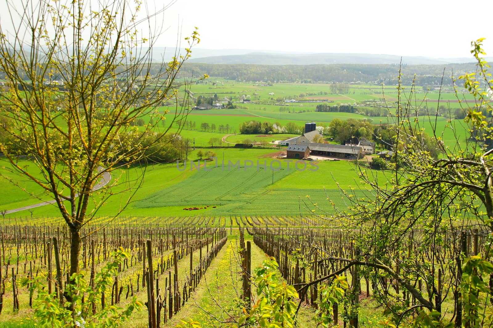 Meadows, fields and vineyards near Wittlich in Rhineland-Palatinate