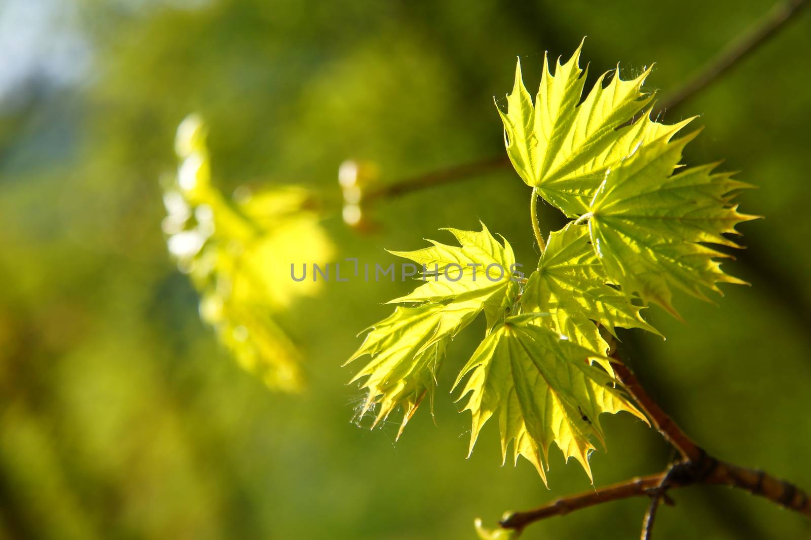 young maple leaves against the light close up