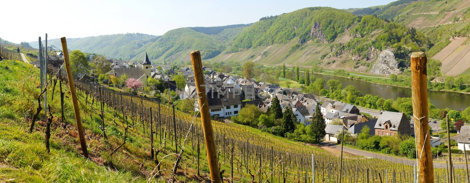 Burg on the Moselle panorama in springtime