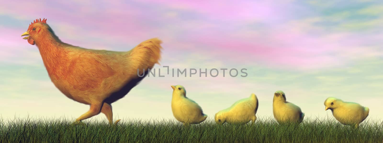 Mother hen walking before cute chick in green grass by sunset