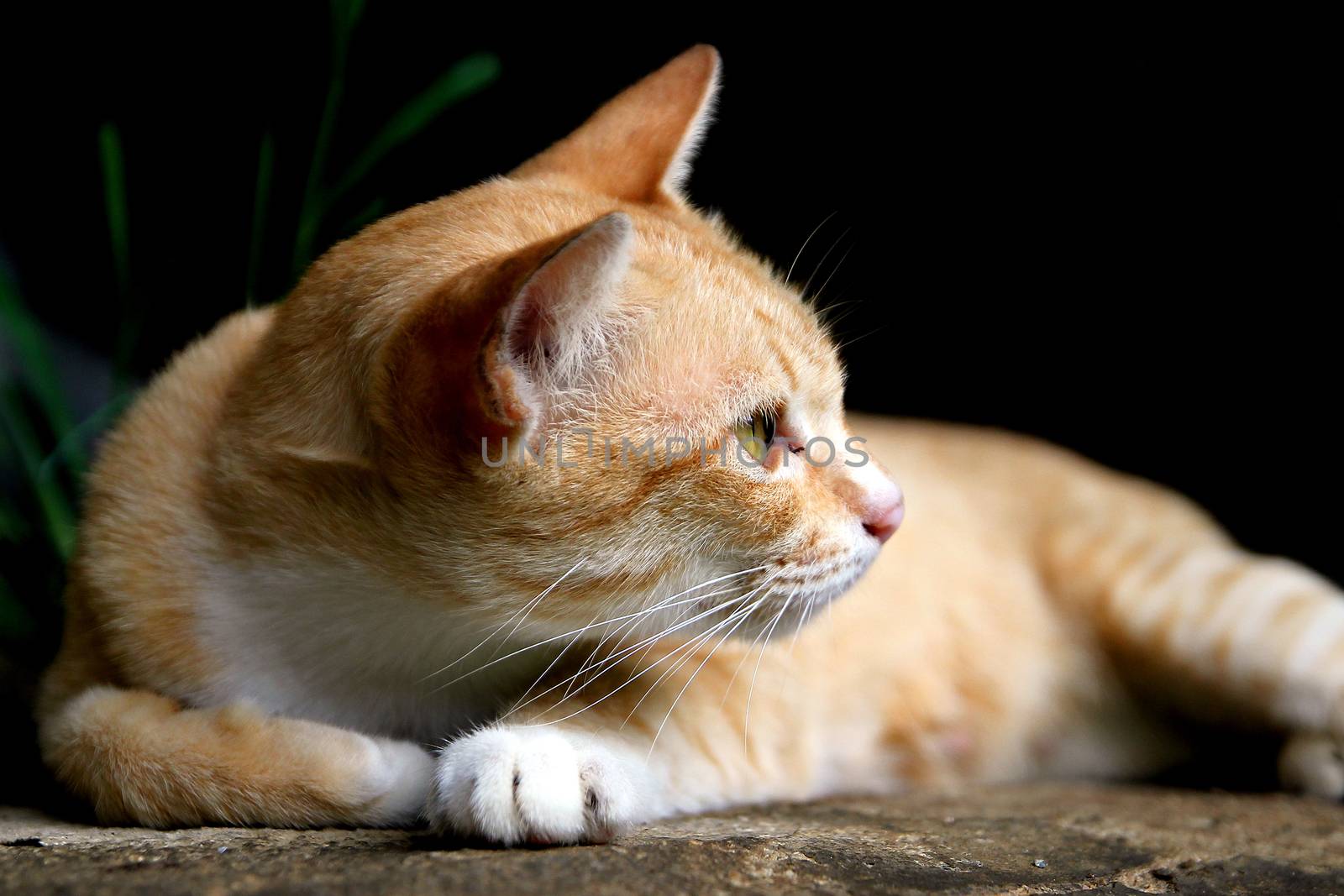 closeup of the pretty cat