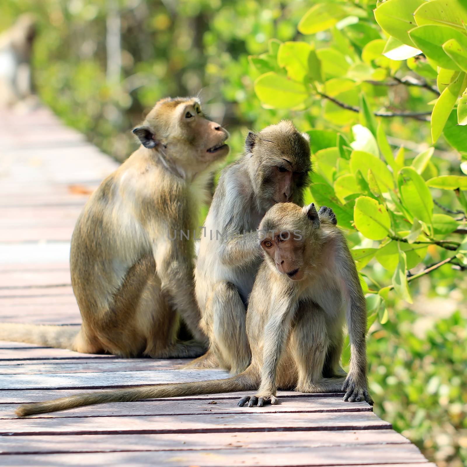 monkey family in nature by leisuretime70