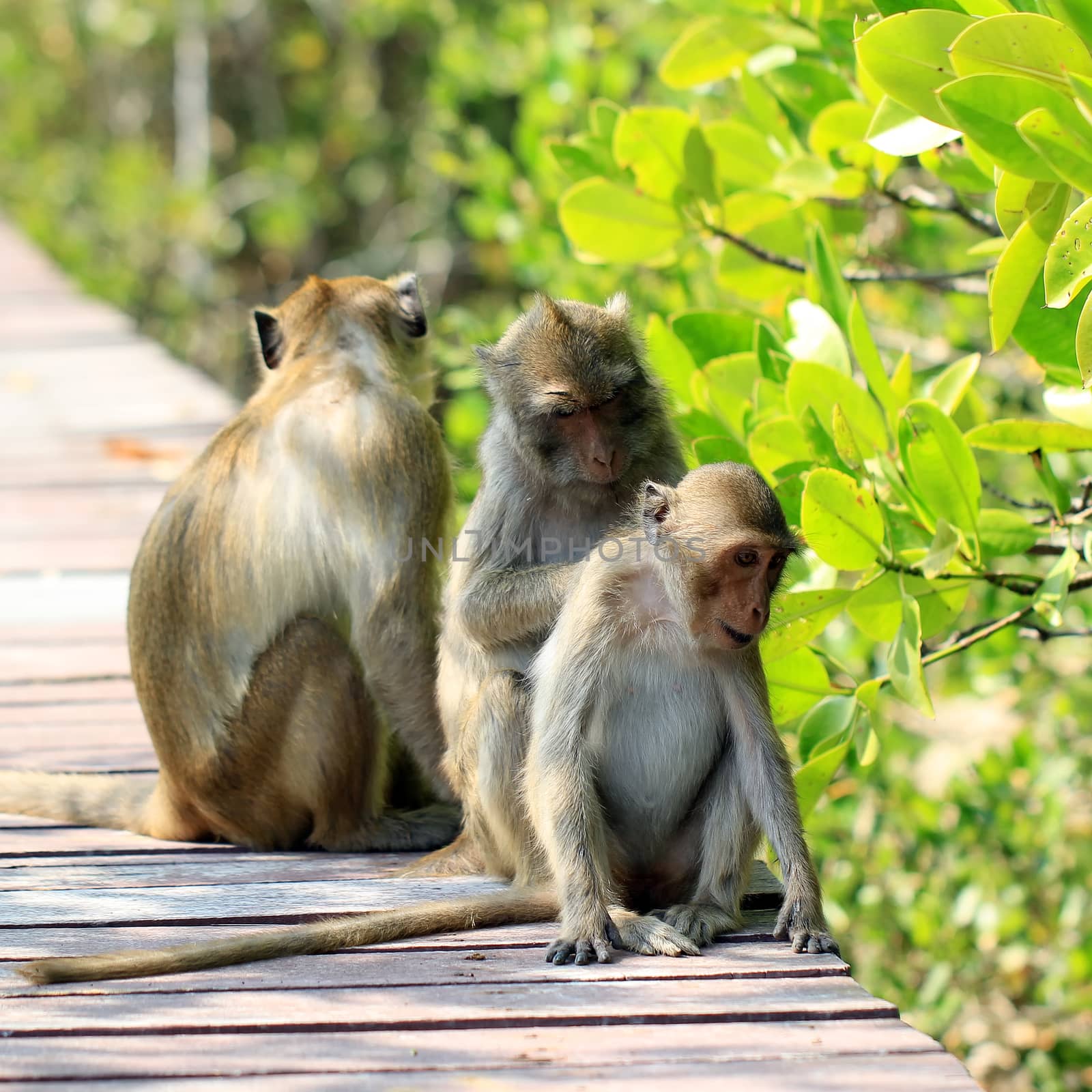 monkey family in nature by leisuretime70