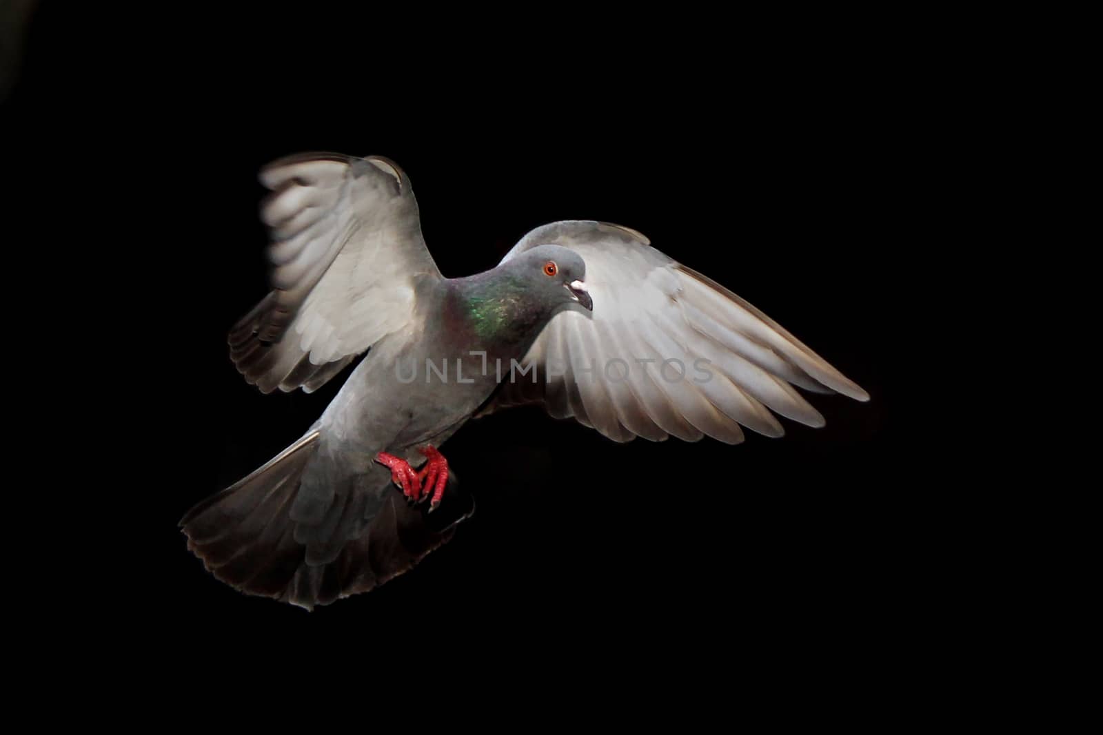 Flying pigeon isolated on black background