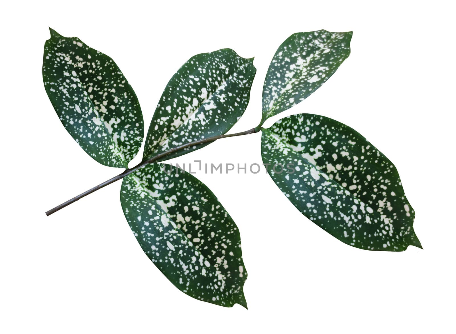 Green leaf isolated on white background