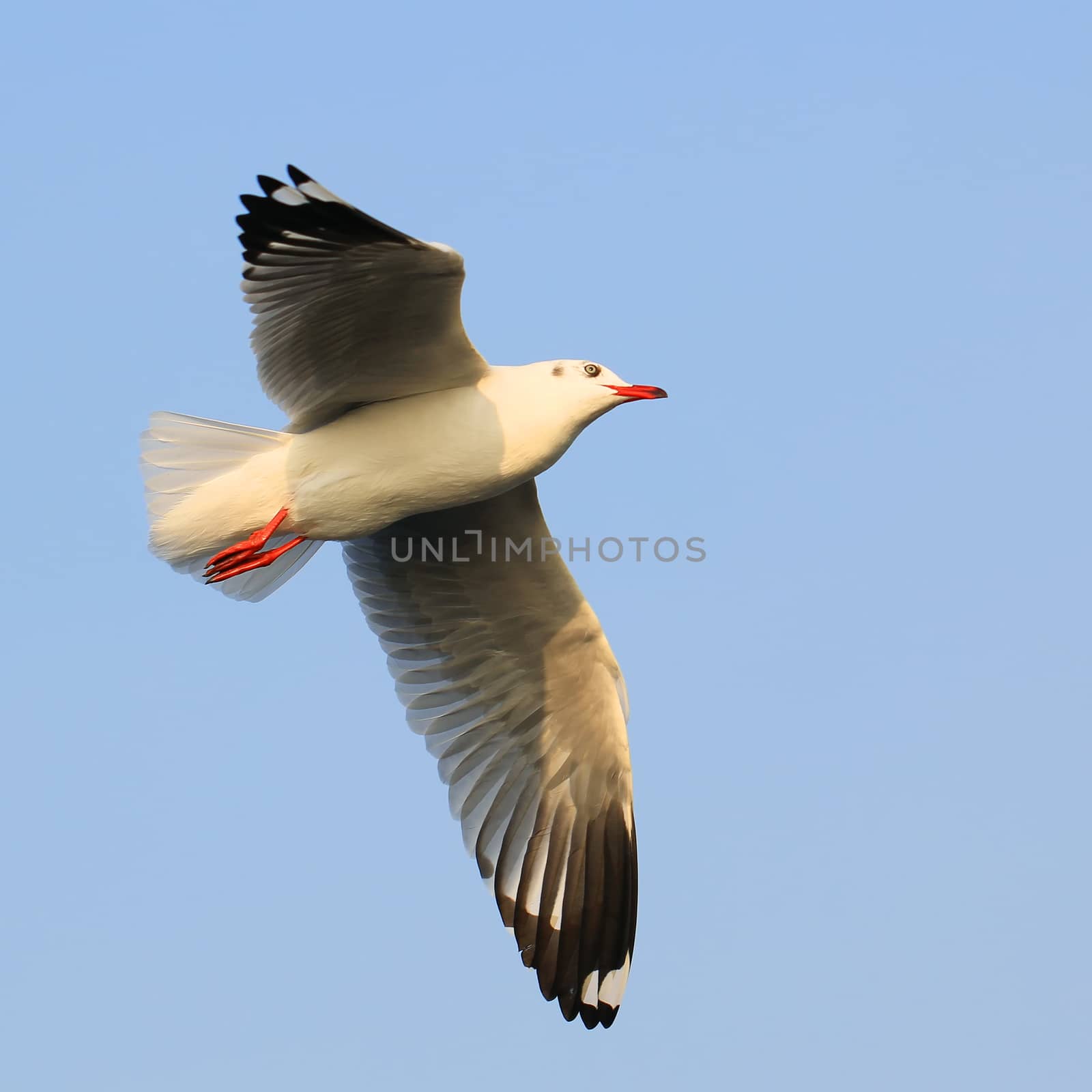 Flying seagull by leisuretime70