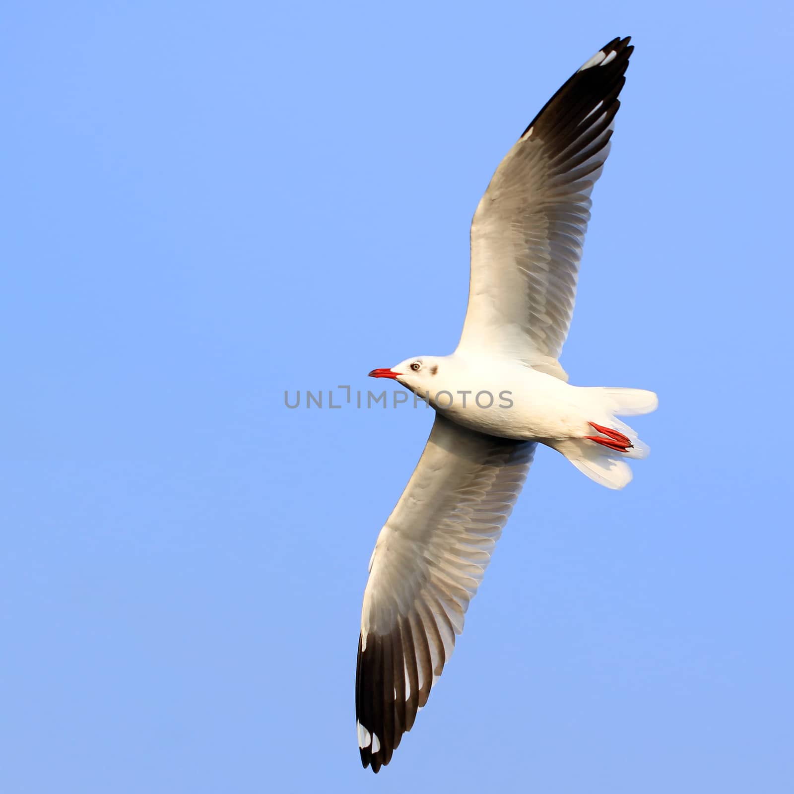 Flying seagull on beautiful sky background