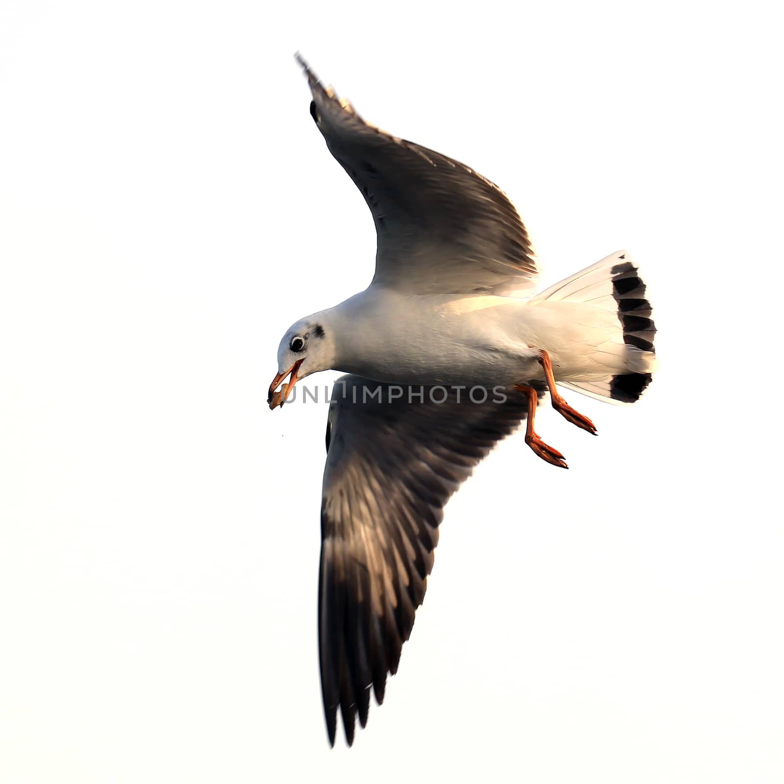 Flying seagull  isolated on white by leisuretime70