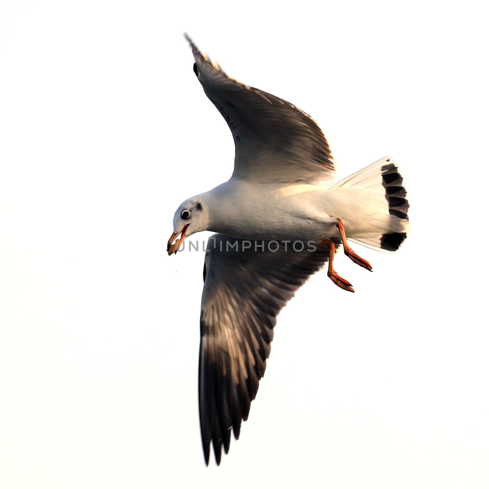 Flying seagull  isolated on white background